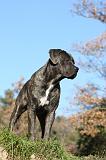 CANE CORSO 979